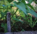 Bali Bio Villas Organic Garden